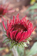 26th Nov 2022 - Yet another red Echinacea ...