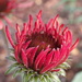 Yet another red Echinacea ... by speedwell