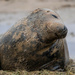 Mummy Seal by carole_sandford