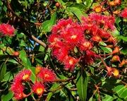 4th Dec 2022 -   Beautiful Flowering Gum Trees ~