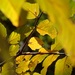 Random underbrush plant in autumn color