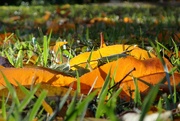 3rd Dec 2022 - Fallen peach leaves in the grass