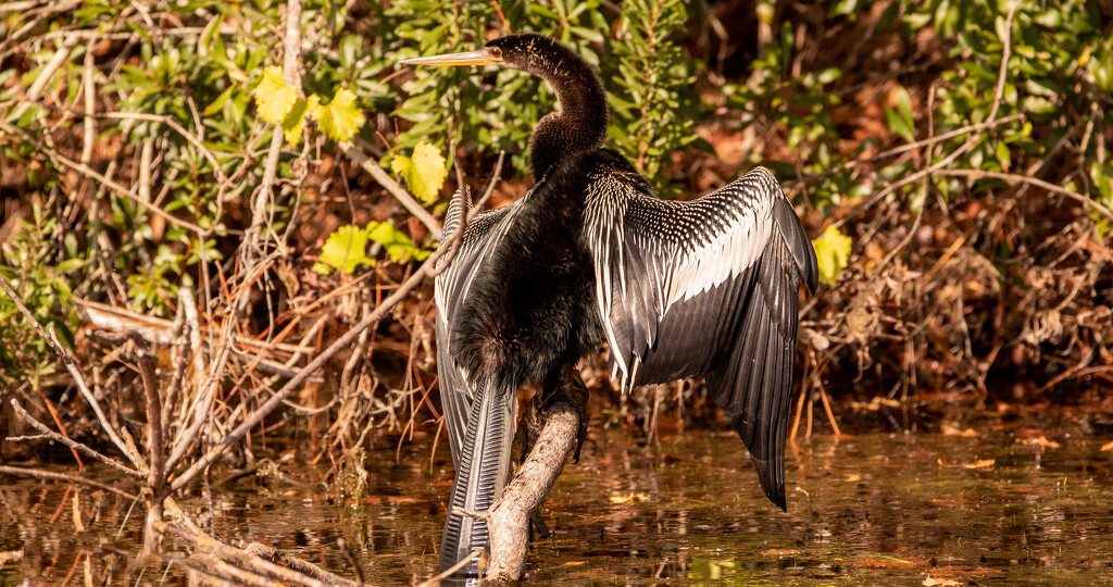 Anhinga, Drying the Wings! by rickster549