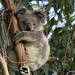 still naming by koalagardens