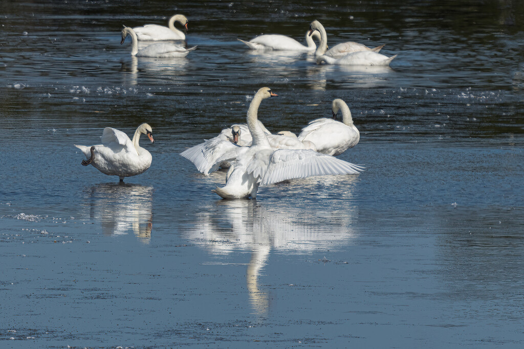 Swans by swchappell
