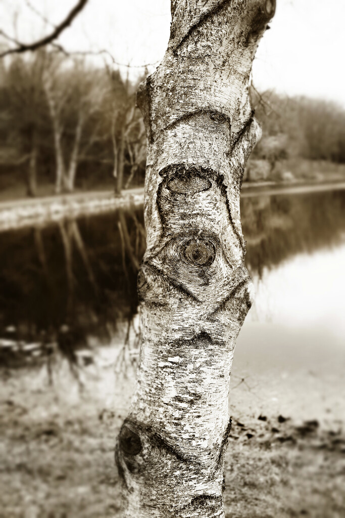 Birch on Hidden Lake by juliedduncan