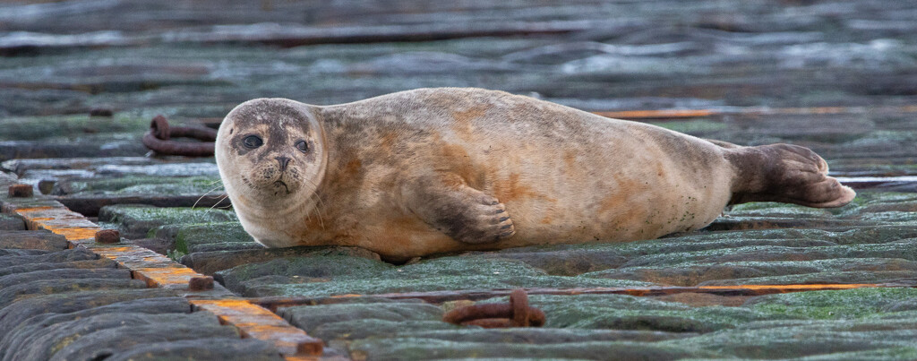 Seal Pup by lifeat60degrees