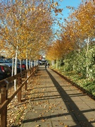 3rd Dec 2022 - Golden leaves and shadows at our local Tesco supermarket