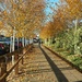 Golden leaves and shadows at our local Tesco supermarket by anitaw