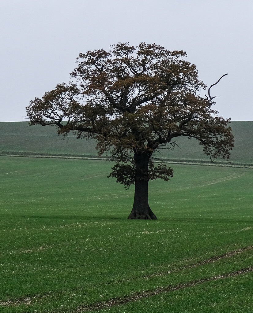 Solitary Tree by 365nick