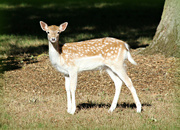 24th Nov 2022 - A     young deer. 