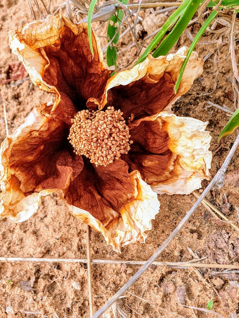Faded baobab flower by eleanor