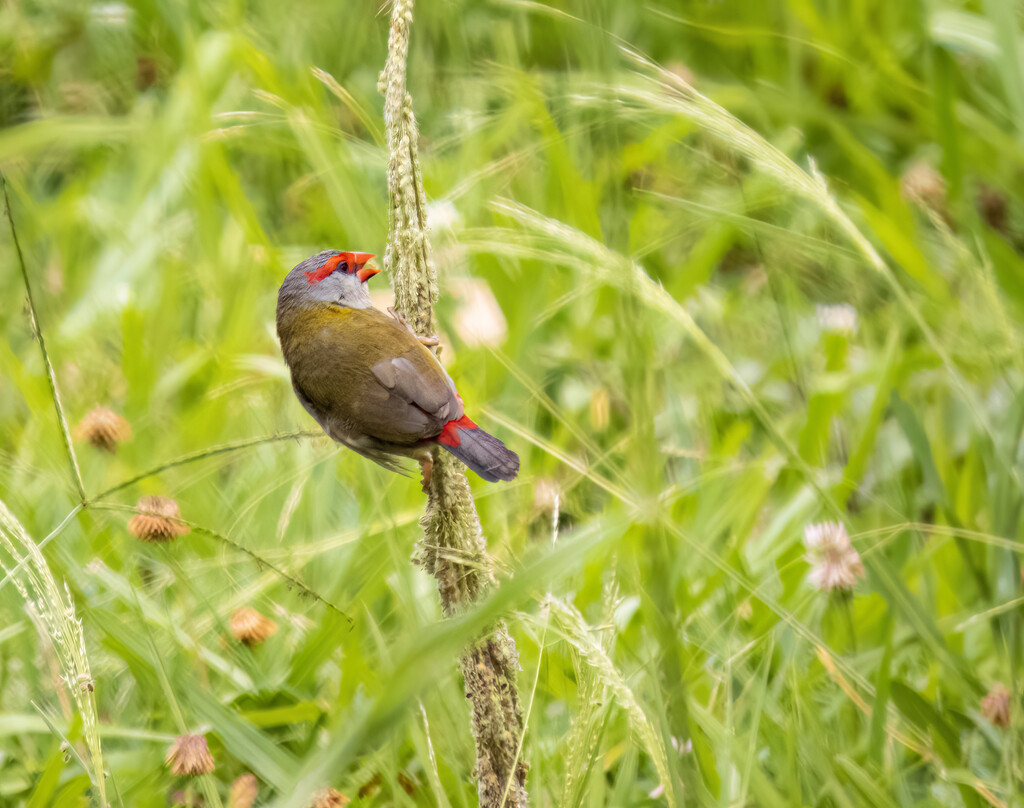 Red-browed finch by koalagardens