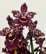 4th Dec 2022 - New orchid