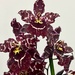 New orchid
