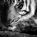 the eye (and whiskers) of the tiger... by northy
