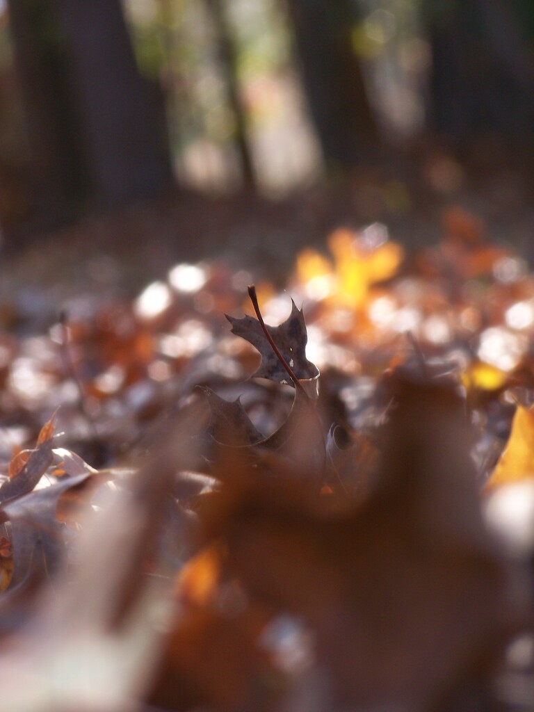 Leaf among the leaves... by marlboromaam