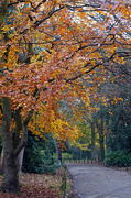 4th Dec 2022 - Hanging On To Autumn Colours