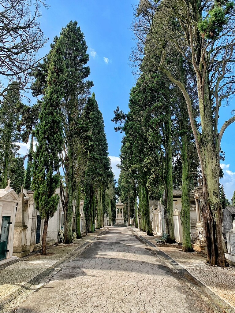 Cypress alleyway.  by cocobella