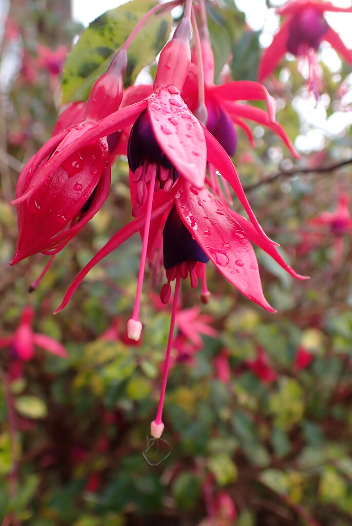 More Fuchsia blooms by speedwell