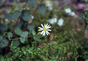 5th Dec 2022 - Toothed daisy-bush