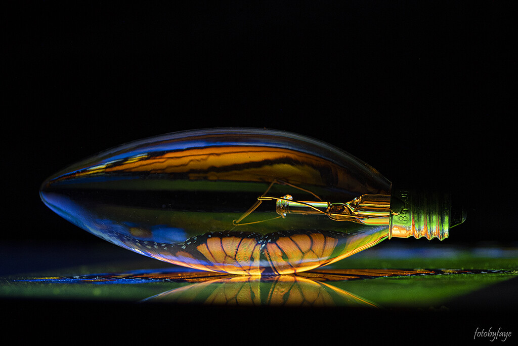 The monarch bulb by fayefaye