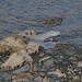Ice on the rocks artistic by larrysphotos