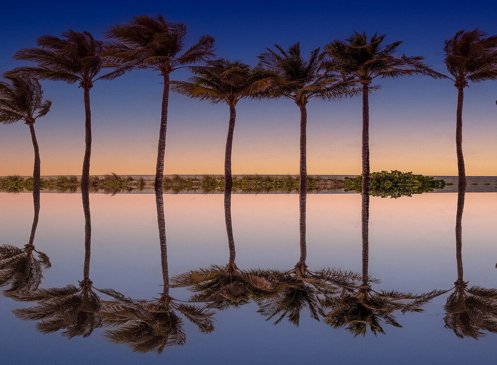 Palm Tree reflects by pdulis