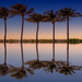 Palm Tree reflects by pdulis