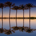 Palm Tree reflects