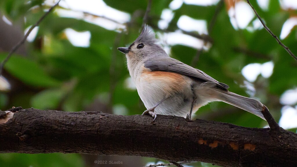 337-365 Titmouse by slaabs