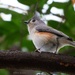 337-365 Titmouse by slaabs
