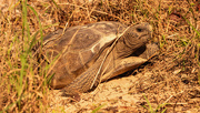 4th Dec 2022 - Gopher Tortoise, Coming Out of It's Hole!