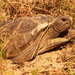 Gopher Tortoise, Coming Out of It's Hole! by rickster549