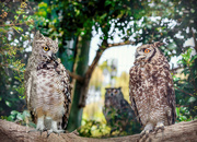 4th Dec 2022 - Two wise Owls