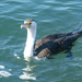 Pied Cormorant by onewing