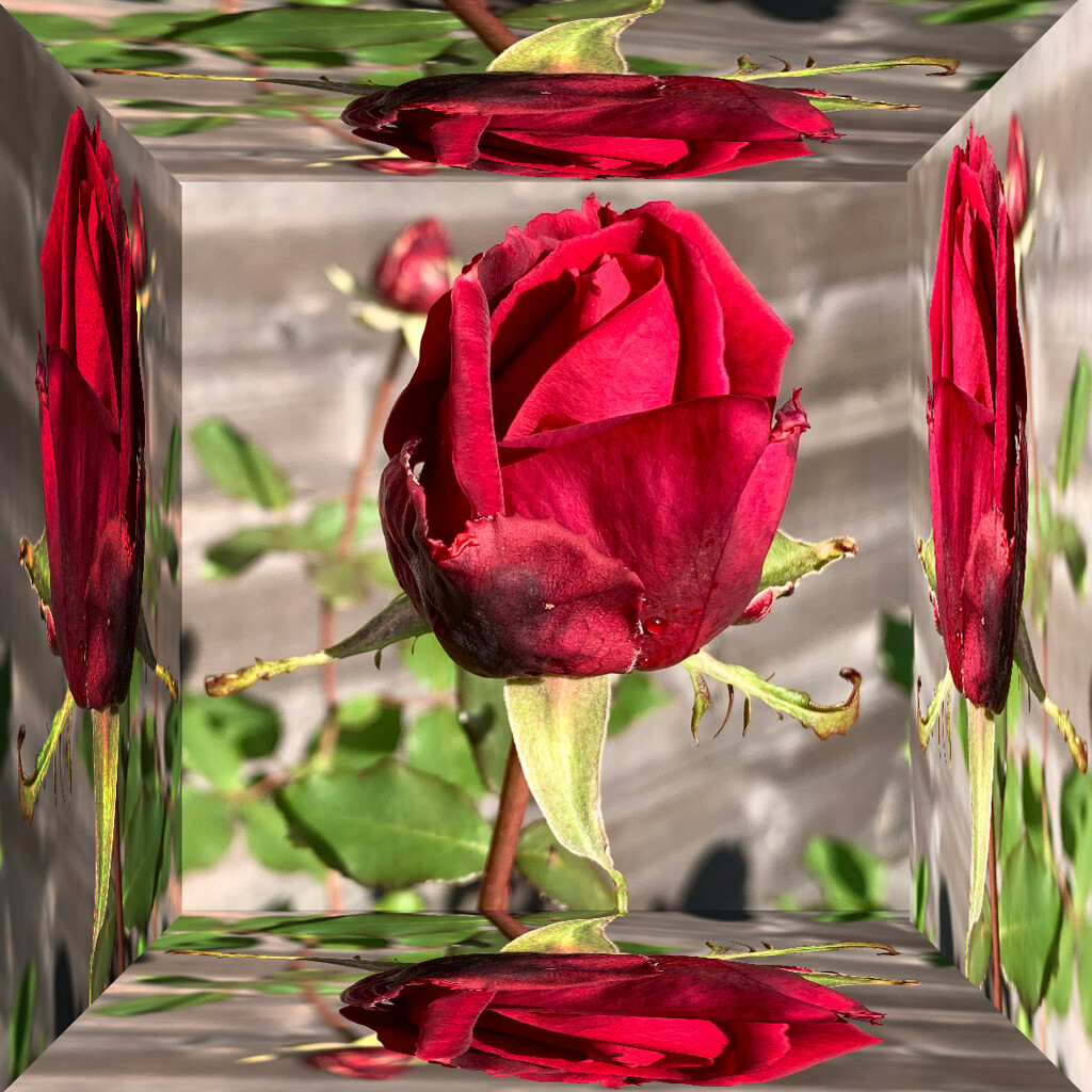 Rose in a mirror box. by philm666