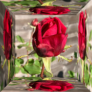 5th Dec 2022 - Rose in a mirror box.