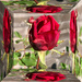 Rose in a mirror box.