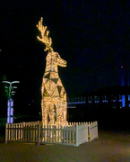 5th Dec 2022 - Festive Deer