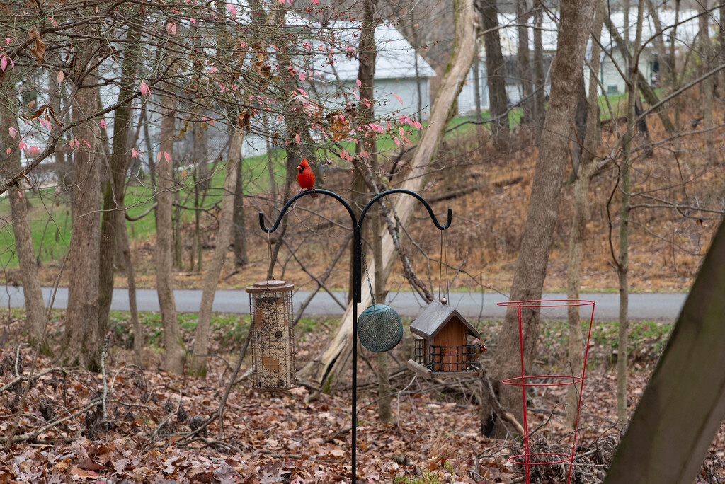 Male and Female Cardinal  by mistyhammond
