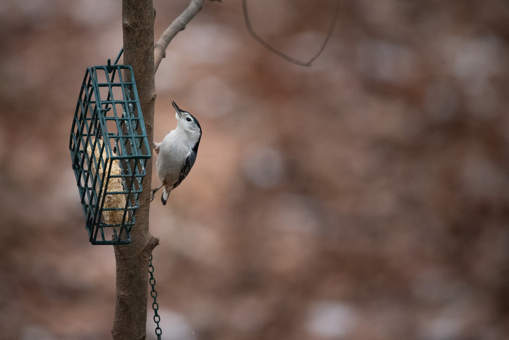 White breasted Nuthatch by mistyhammond