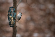 17th Nov 2022 - White breasted Nuthatch