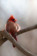 18th Nov 2022 - Male Cardinal 