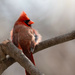 Male Cardinal  by mistyhammond