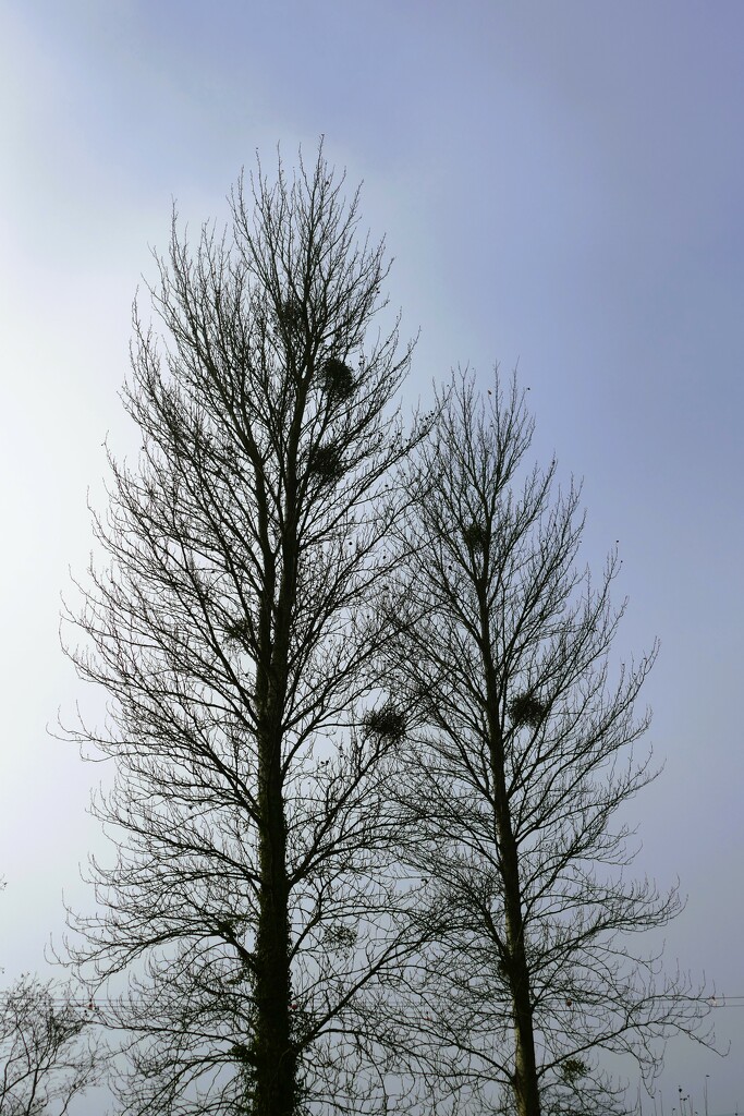 mistletoe in the trees by cam365pix
