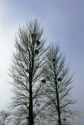 4th Dec 2022 - mistletoe in the trees