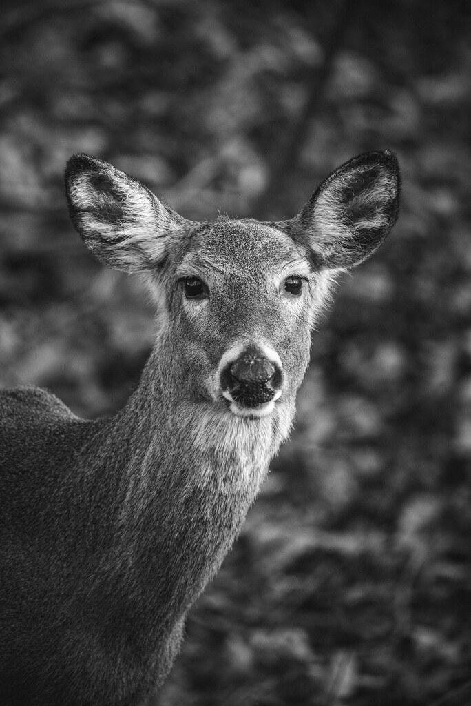 Pretty Deer by mistyhammond