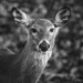 Pretty Deer by mistyhammond