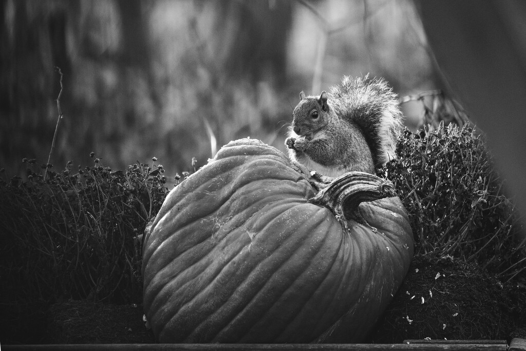 Little Pumpkin Eater by mistyhammond